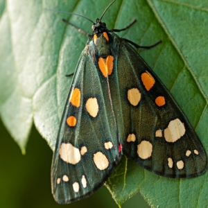 cong-ty-tap-huan-ky-thuat-cham-soc-dua-leo-cu-778-tai-vinh-long