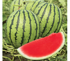 DƯA HẤU WM - 1111