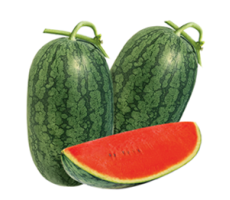 DƯA HẤU WM - 1369